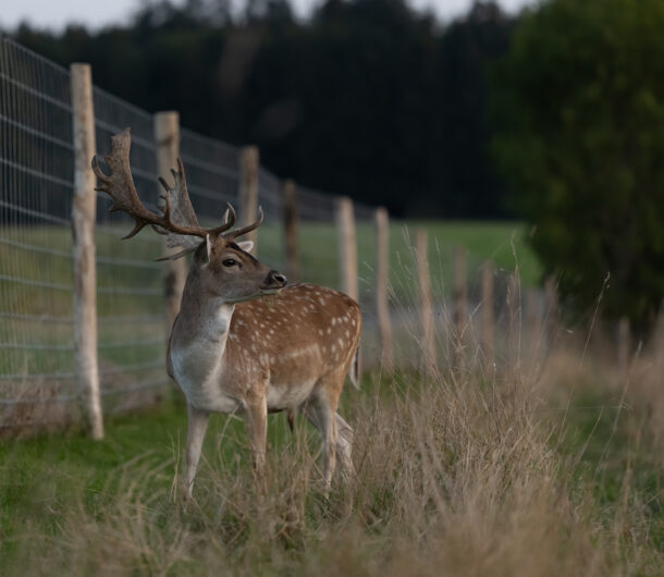 Dammhirsch im Wildgehege Heeselicht Sächsische Schweiz